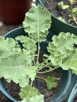 Curly Kale Seedlings