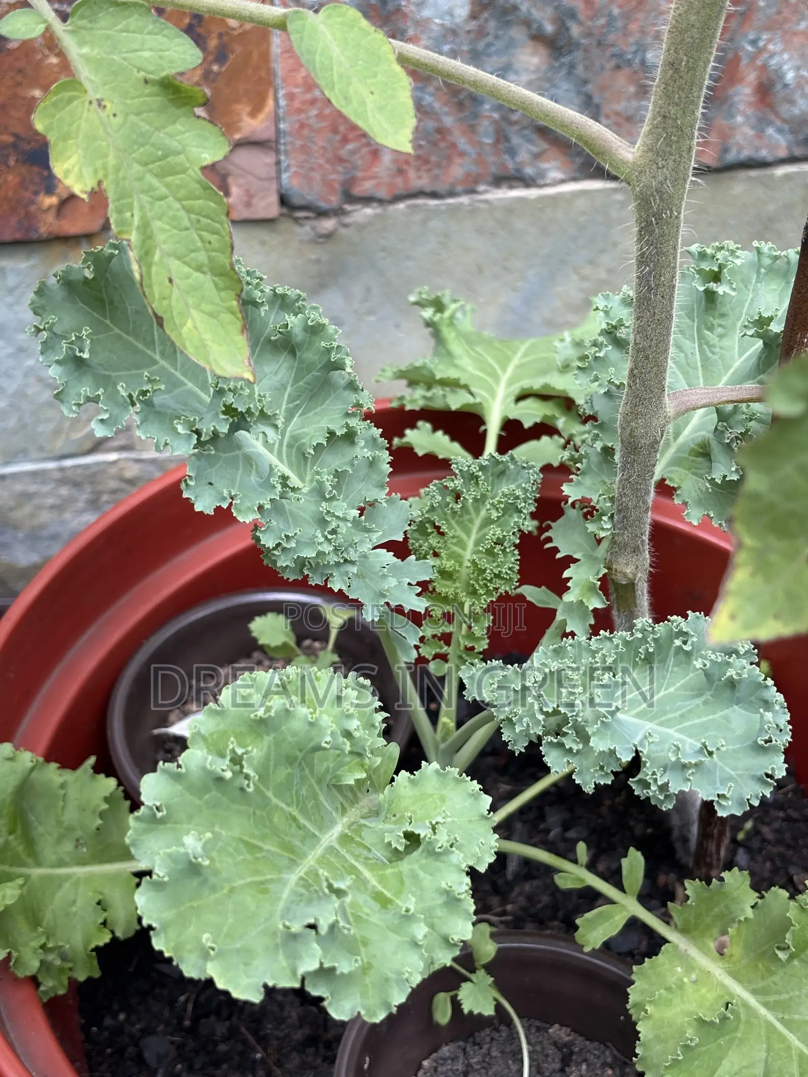 Curly Kale Seedlings