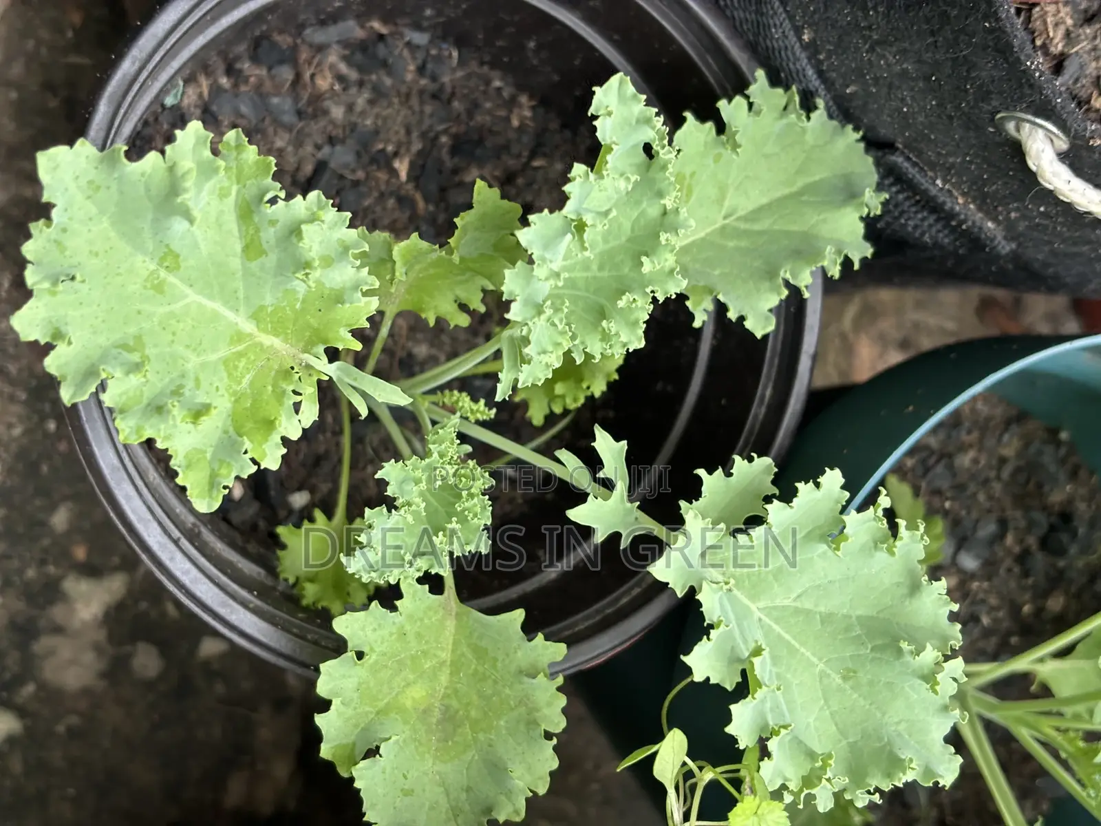 Curly Kale Seedlings