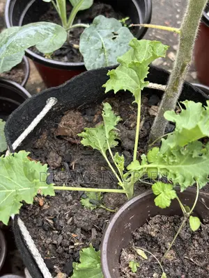 Curly Kale Seedlings