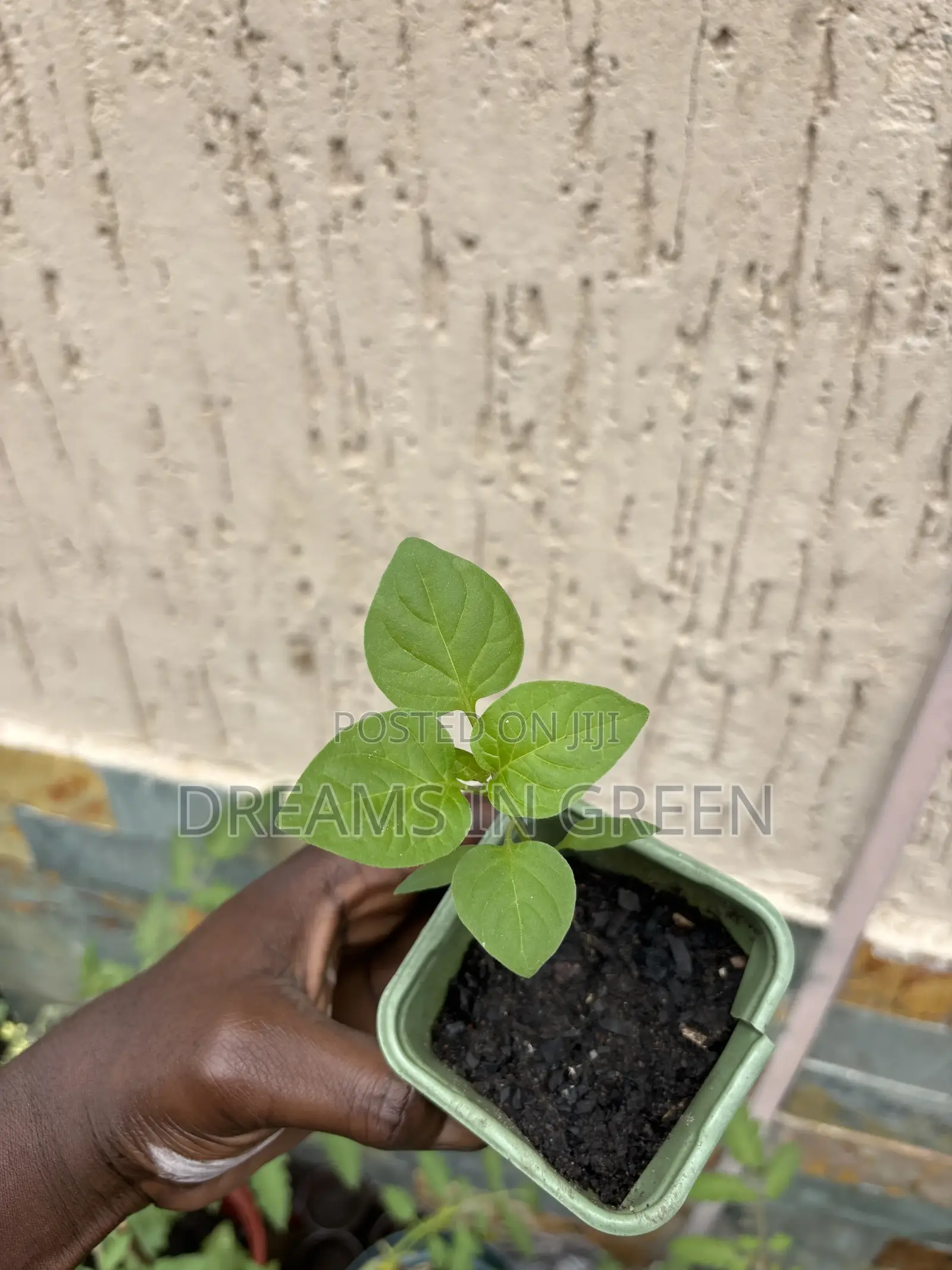 Pepper Seedlings “Aji Manjo”