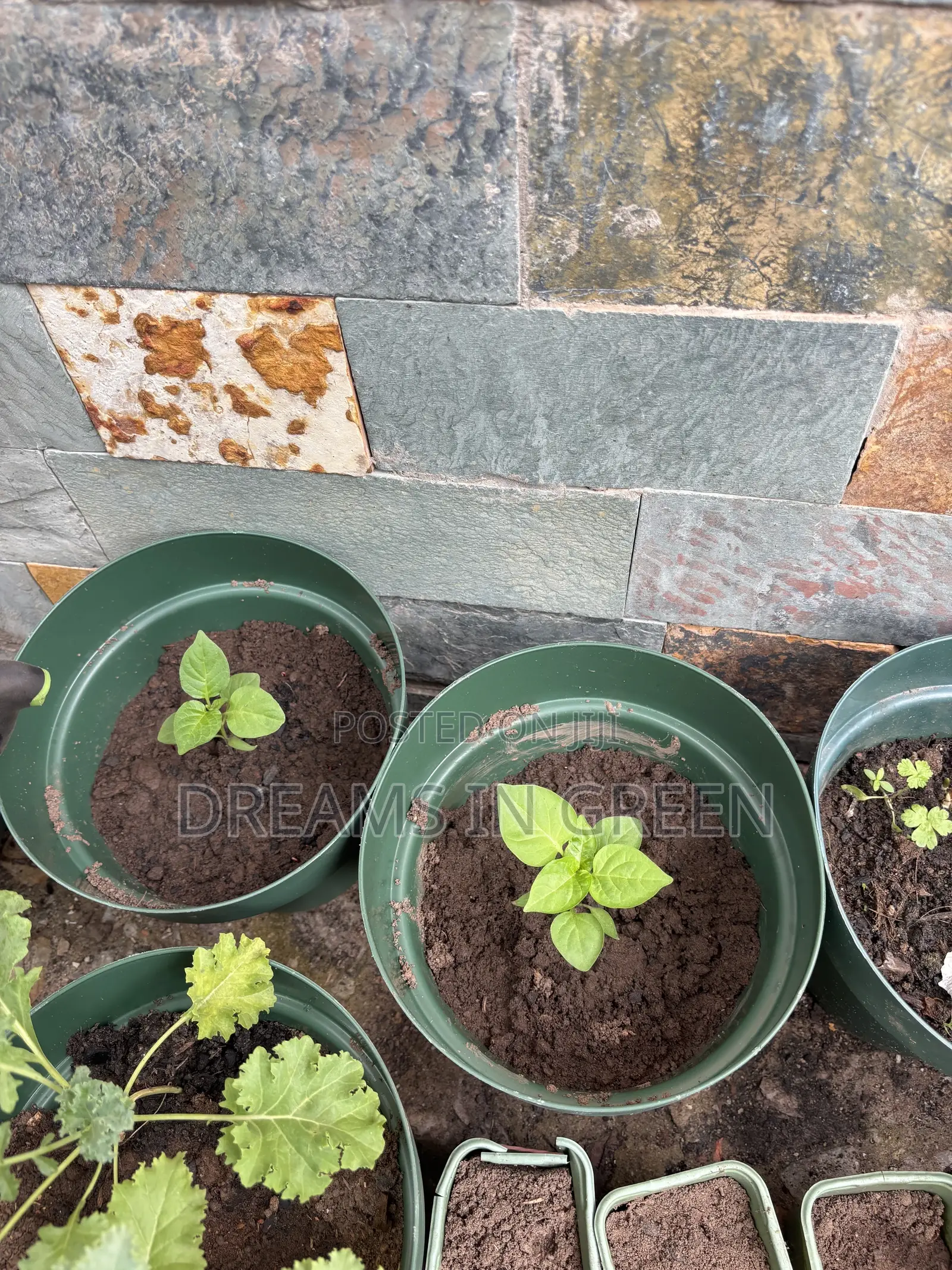 Pepper Seedlings “Aji Manjo”