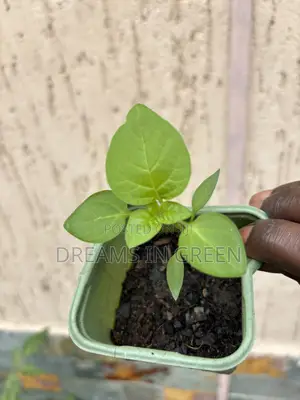 Pepper Seedlings “Aji Manjo”