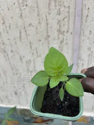 Pepper Seedlings “Aji Manjo”