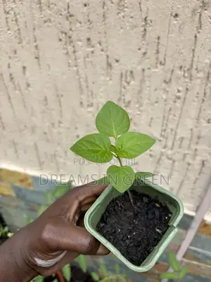 Pepper Seedlings “Aji Manjo”