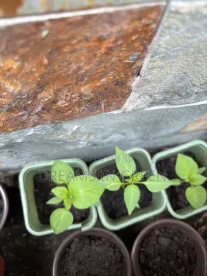 Pepper Seedlings “Aji Manjo”