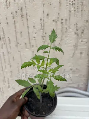 Foreign Tomato Seedlings
