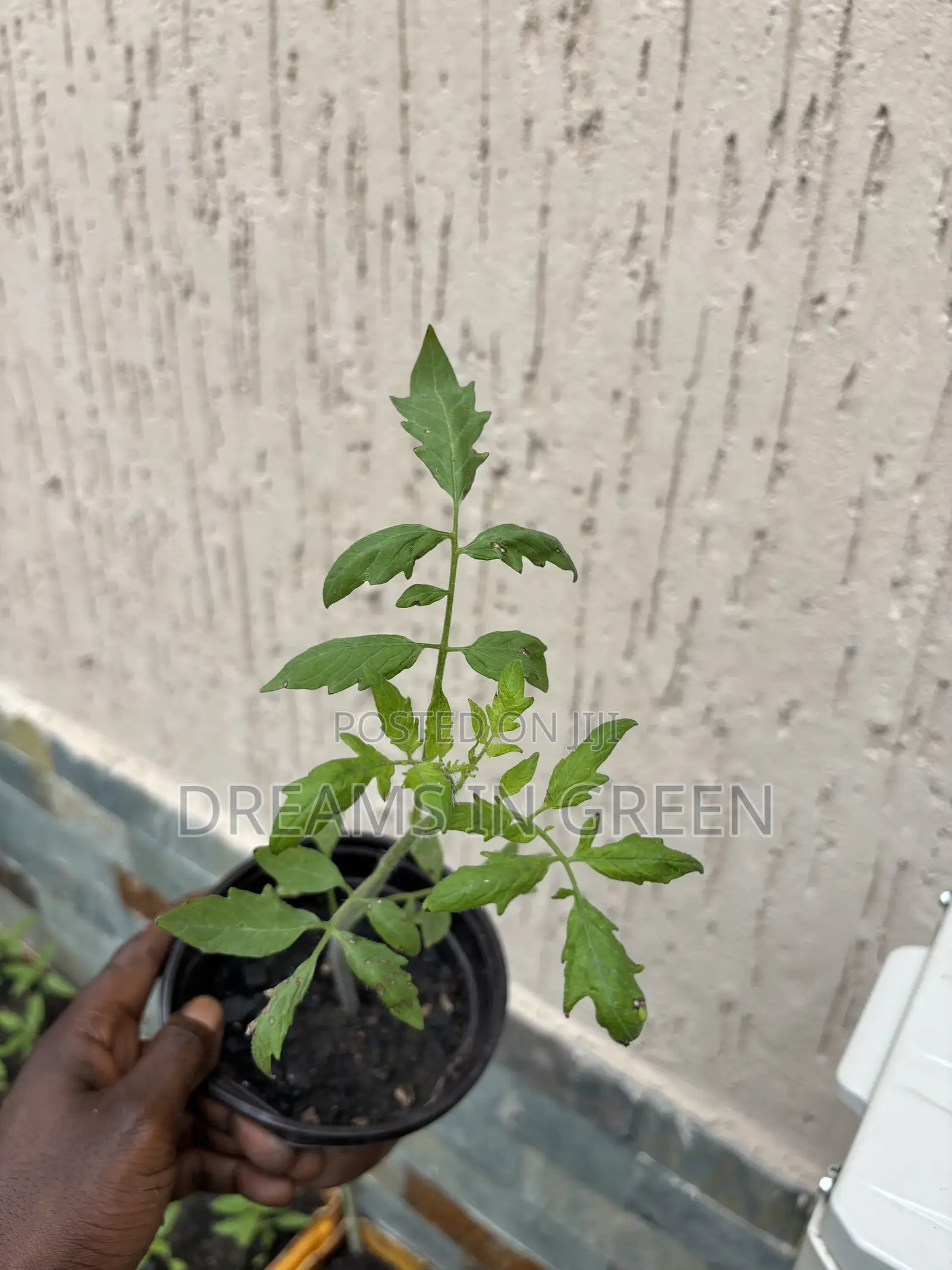 Foreign Tomato Seedlings