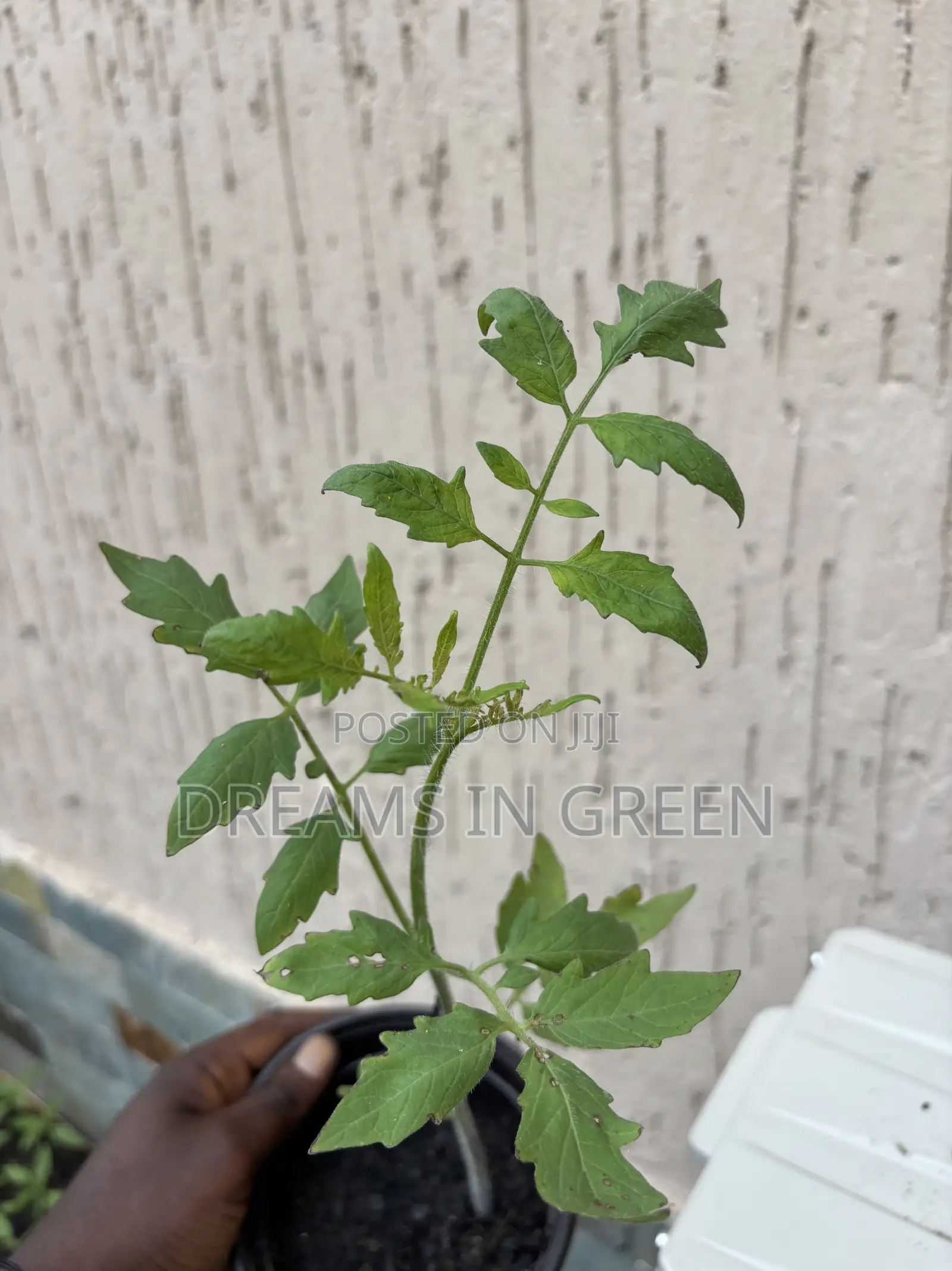 Foreign Tomato Seedlings