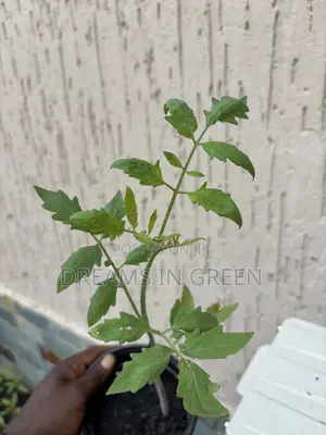 Foreign Tomato Seedlings