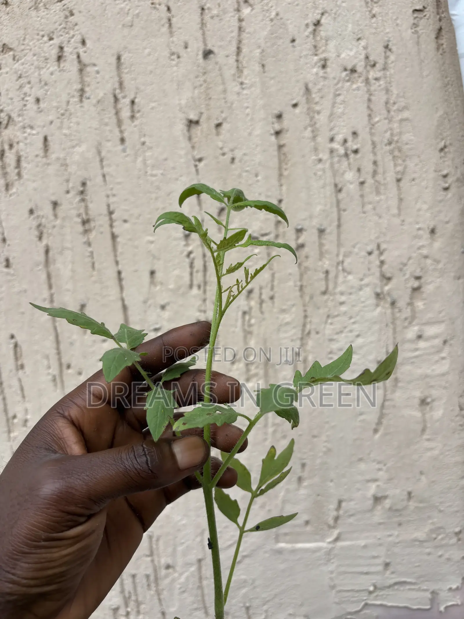 Foreign Tomato Seedlings