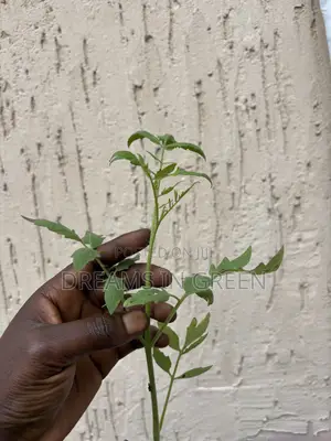 Foreign Tomato Seedlings