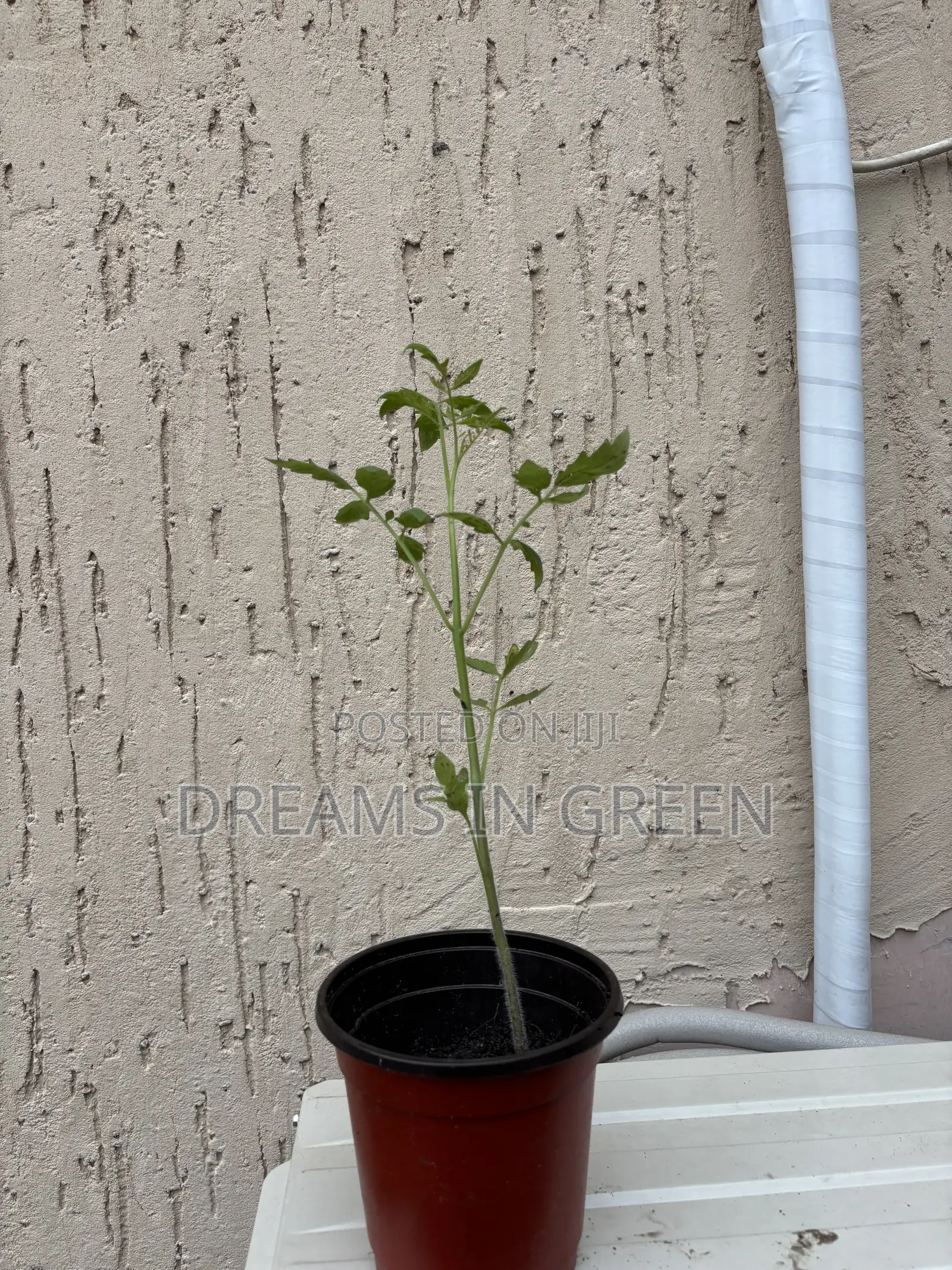 Foreign Tomato Seedlings