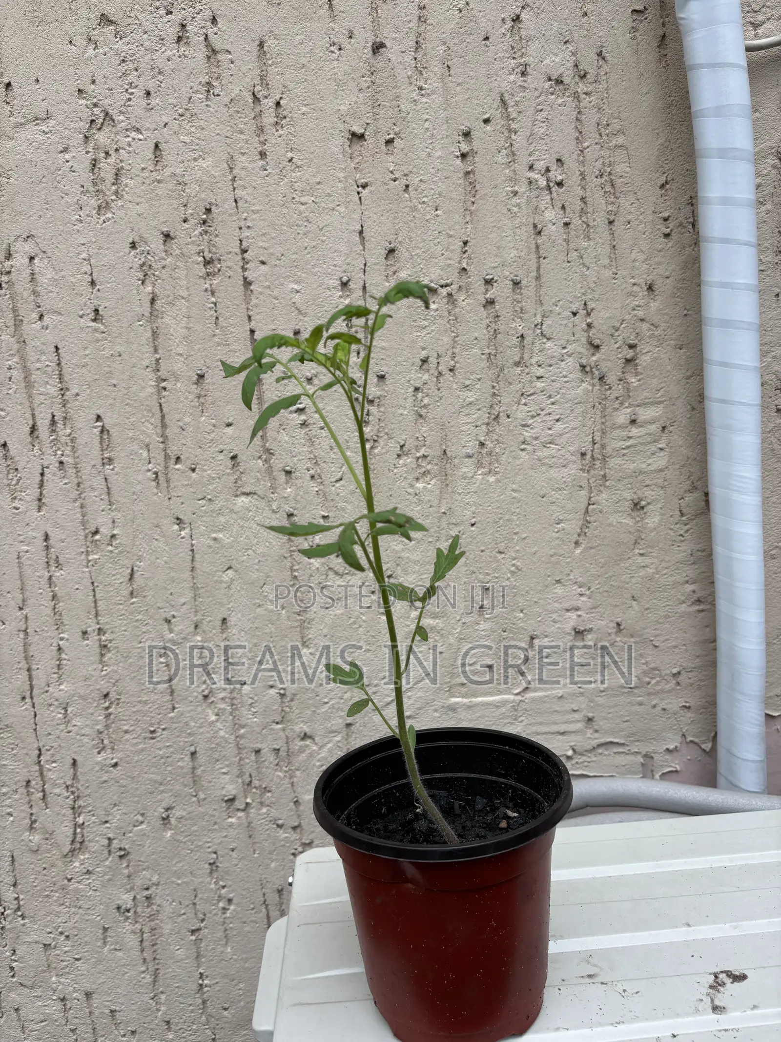 Foreign Tomato Seedlings