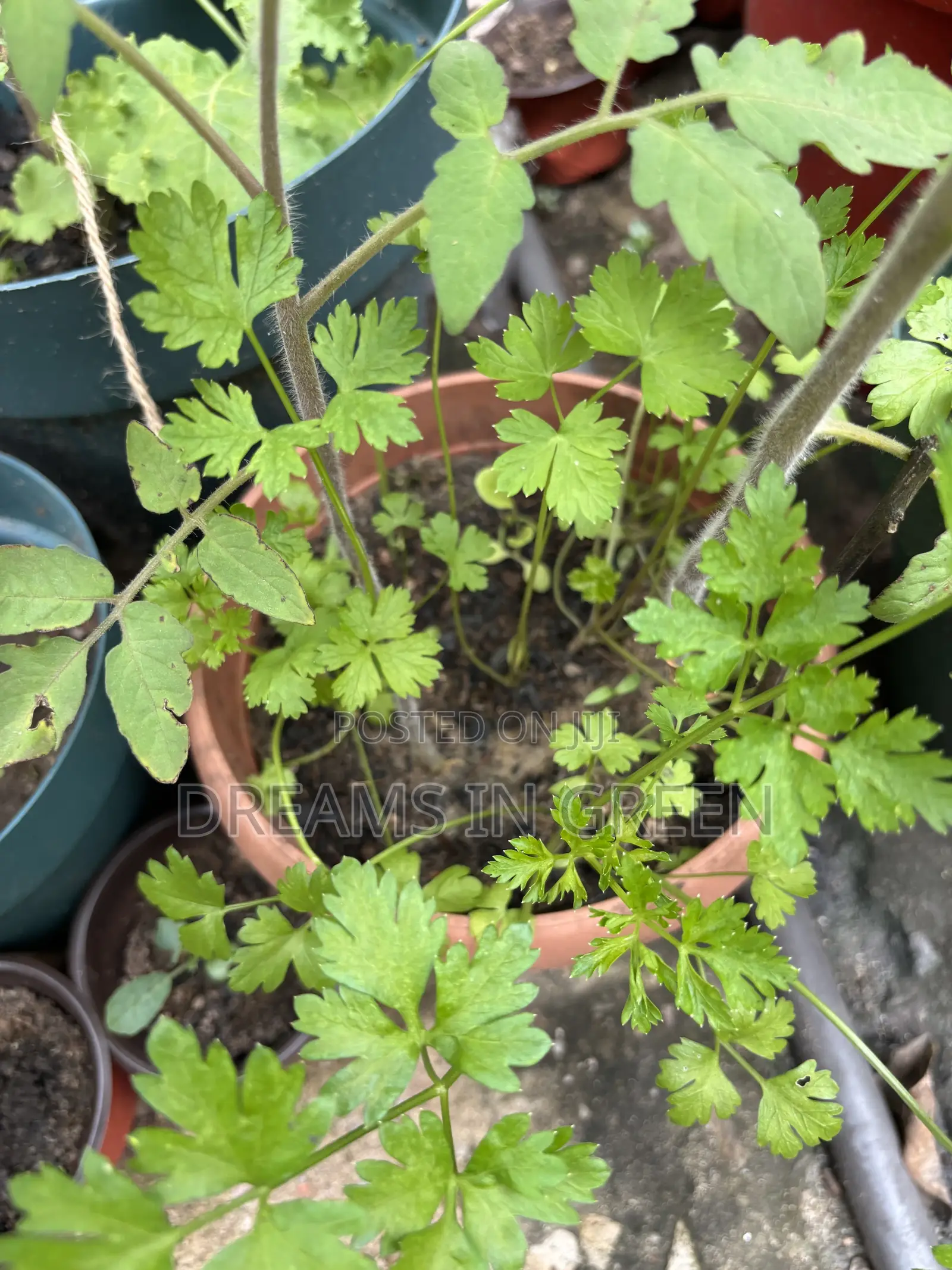 Parsley Plants