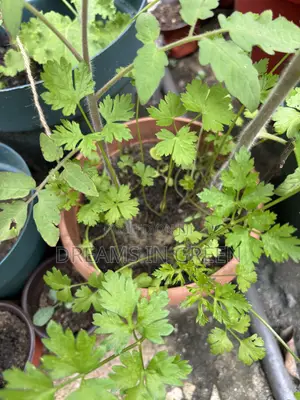 Parsley Plants
