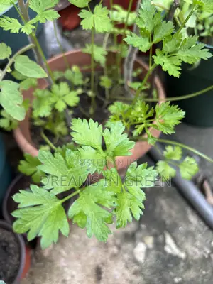 Parsley Plants