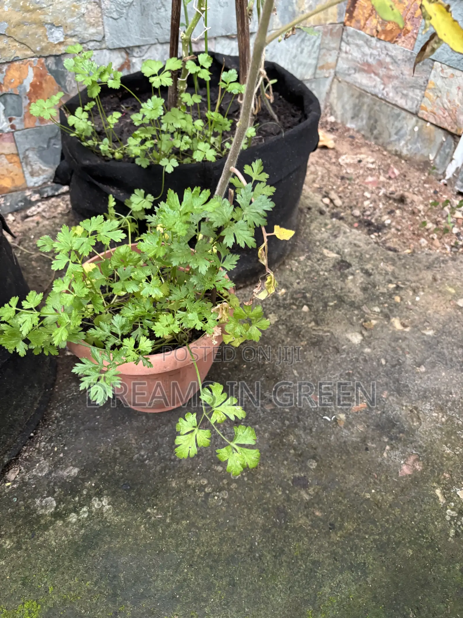 Parsley Plants