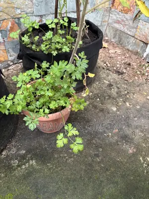 Parsley Plants