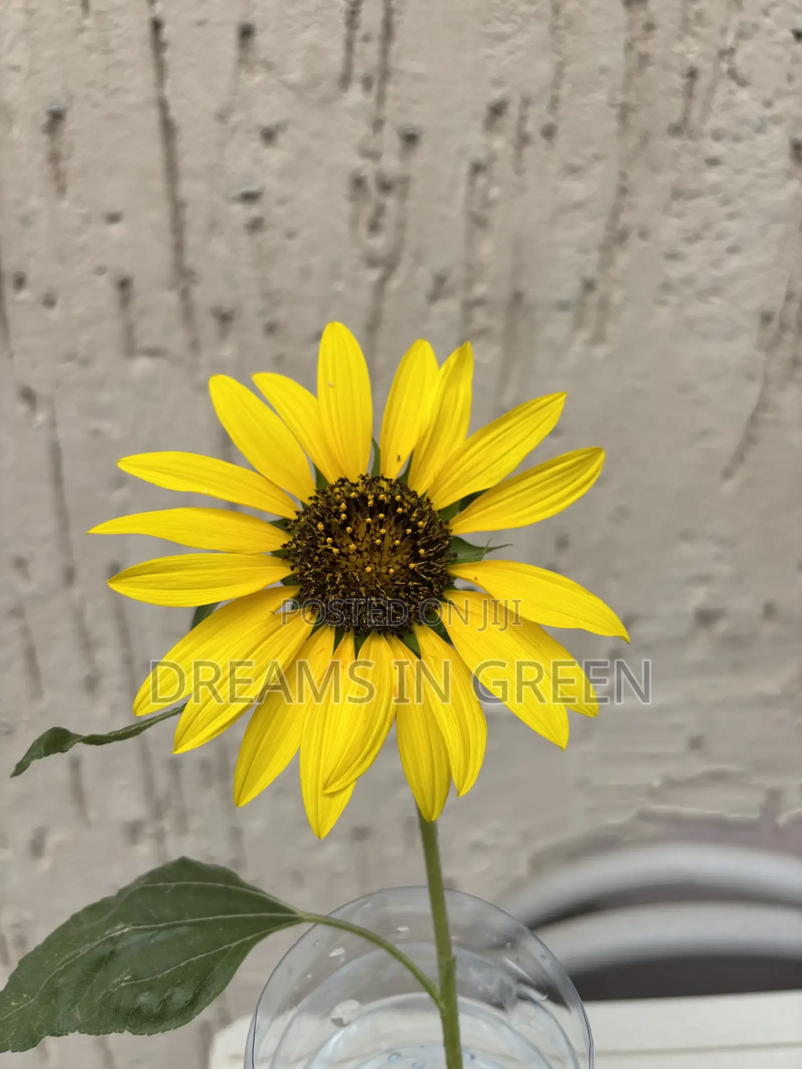 Sunflower Plants