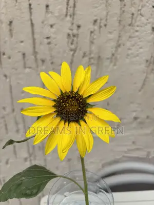 Sunflower Plants