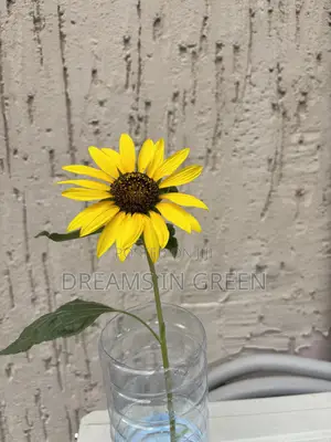 Sunflower Plants