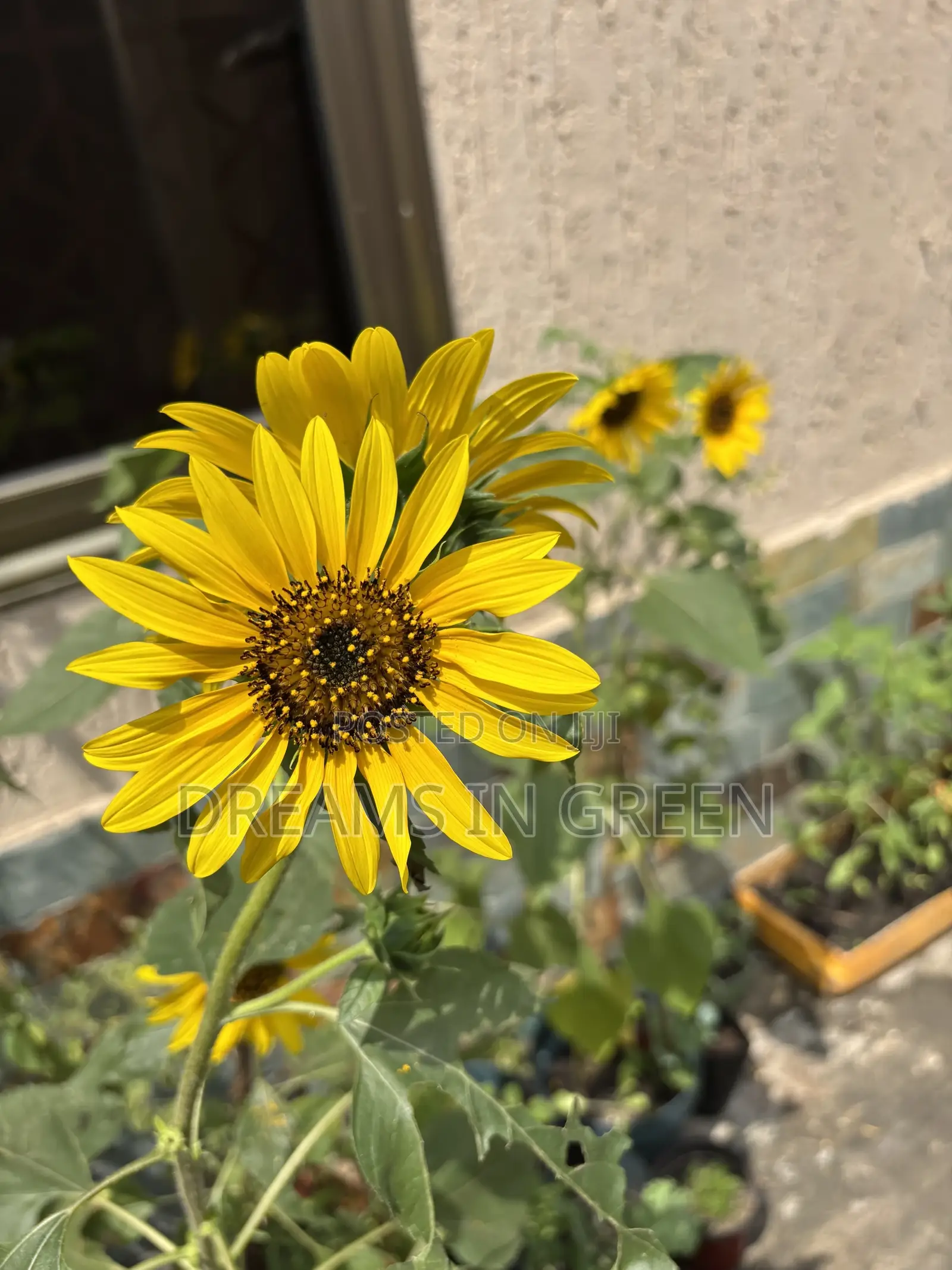 Sunflower Plants