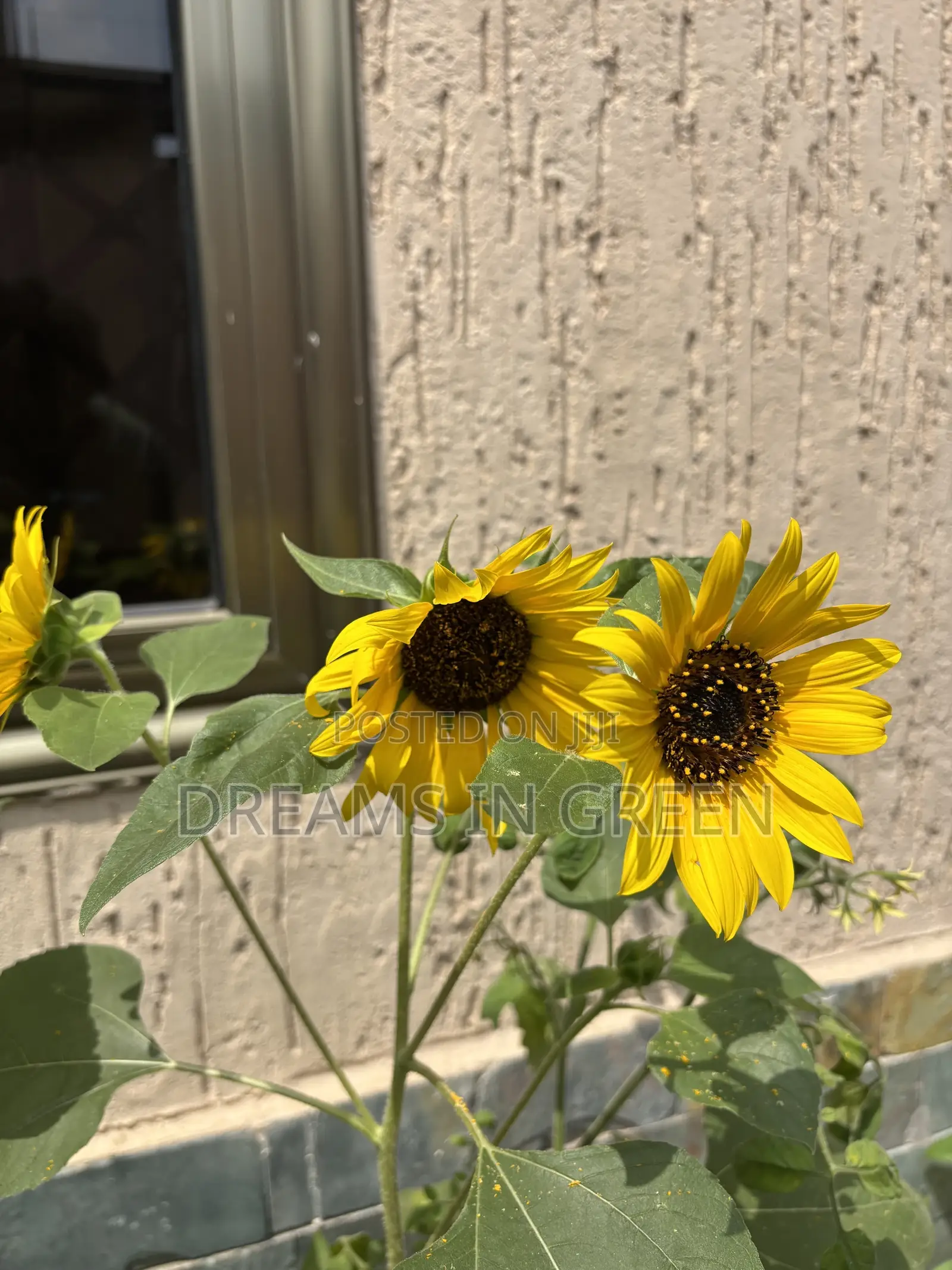 Sunflower Plants