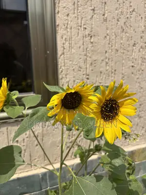 Sunflower Plants
