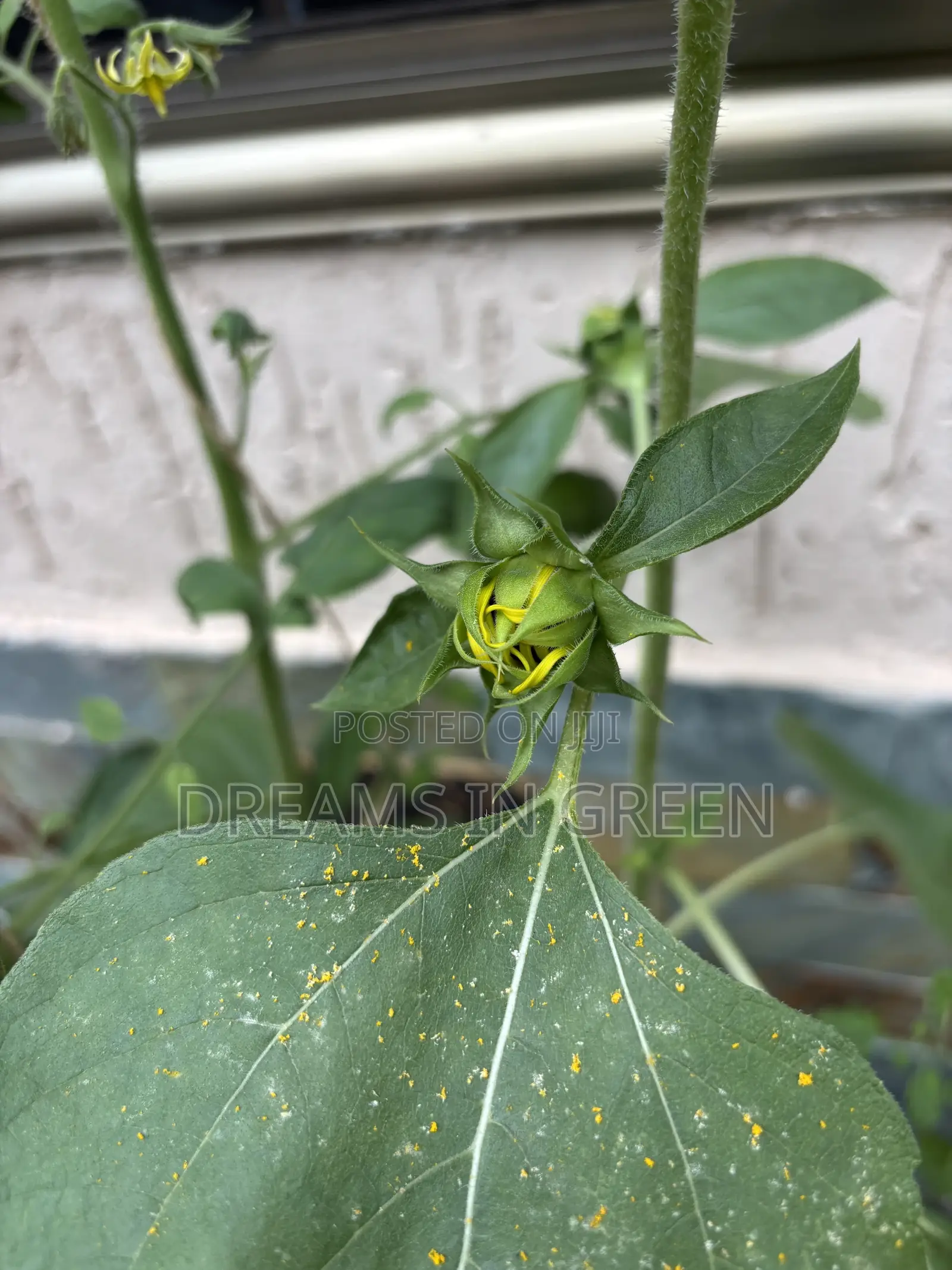 Sunflower Plants