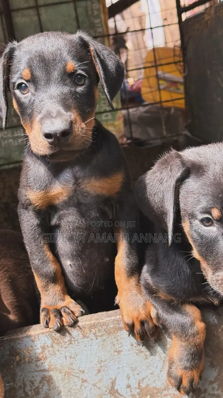 1-3 months Male Purebred Doberman Pinscher