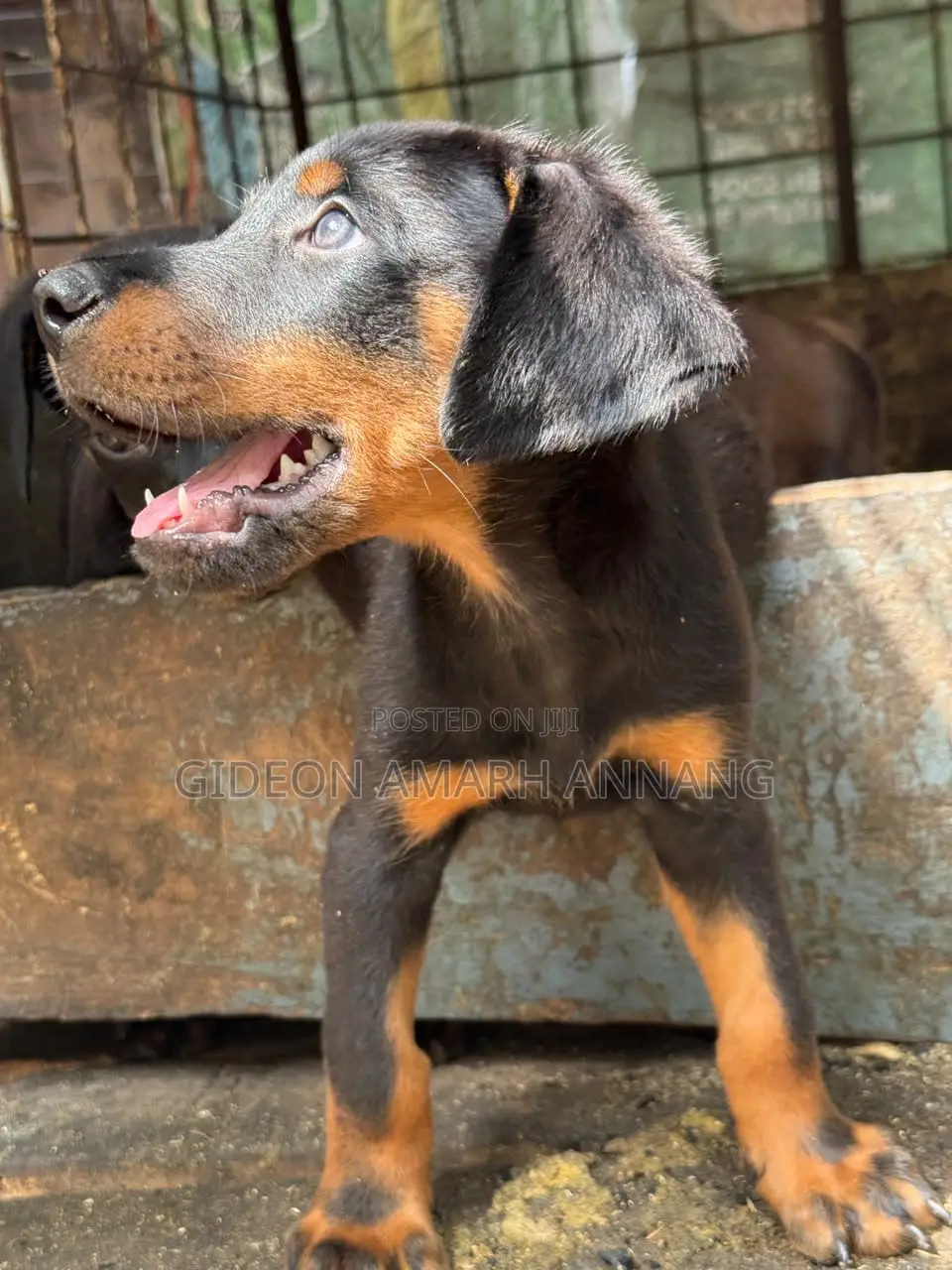 1-3 months Male Purebred Doberman Pinscher