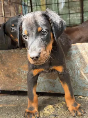 1-3 months Male Purebred Doberman Pinscher