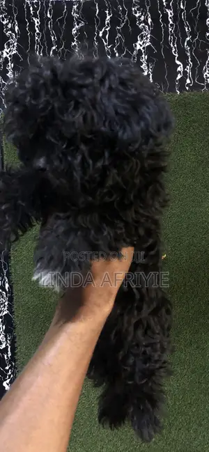 1-3 months Male Mixed Breed Poodle