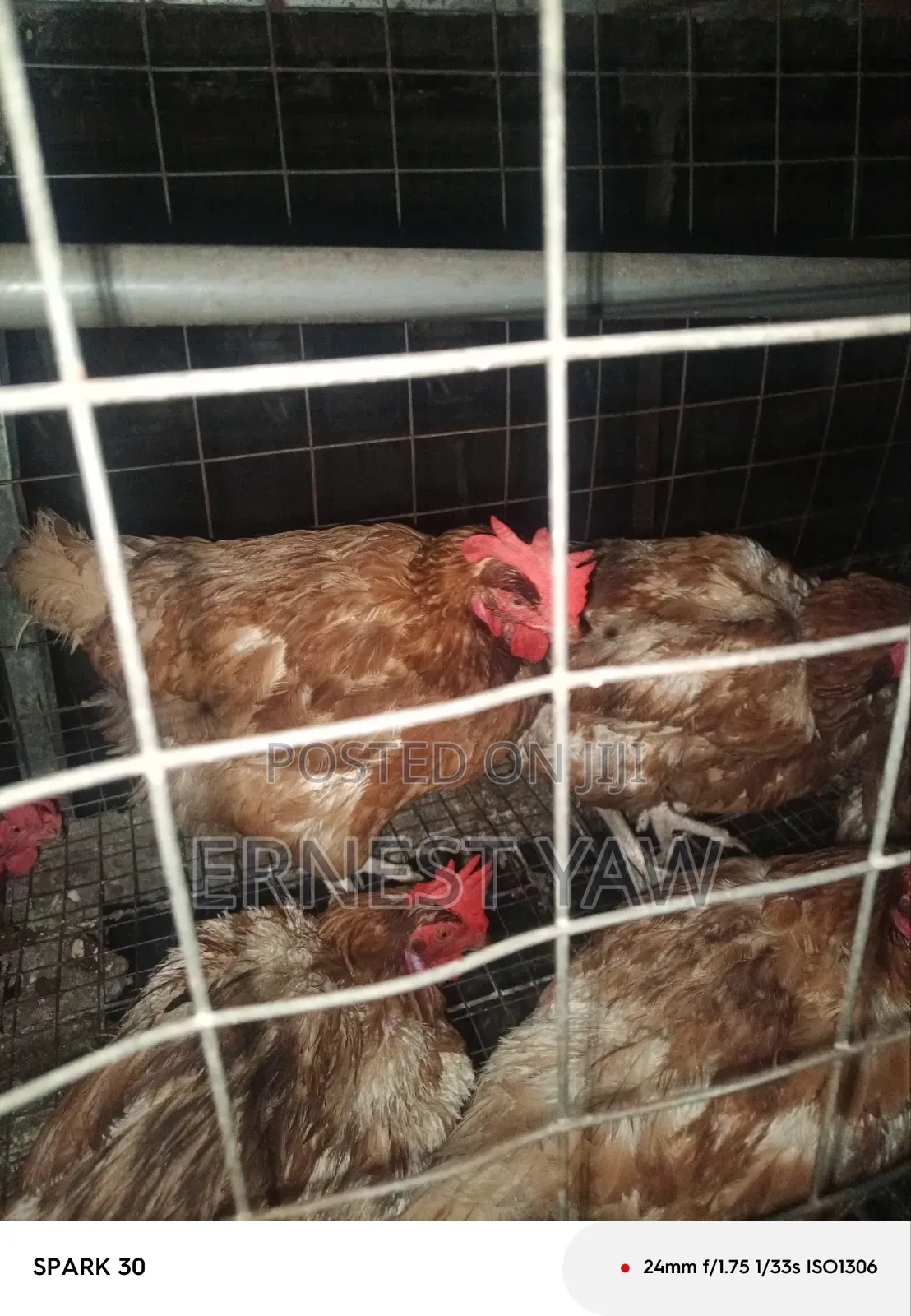 Live Chicken Lohman Brown 2 Years Old