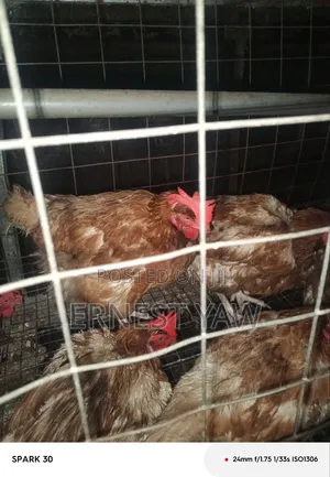 Live Chicken Lohman Brown 2 Years Old