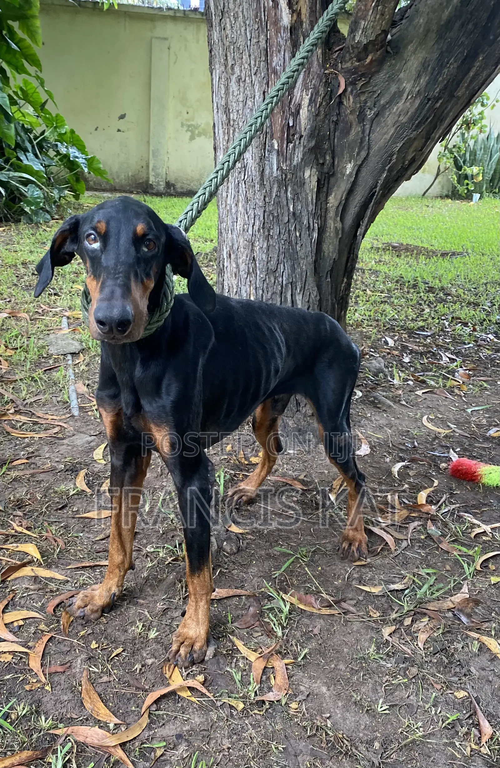 1+ year Male Purebred Doberman Pinscher