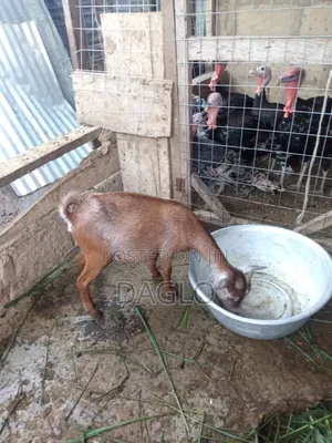 Pregnant Goats