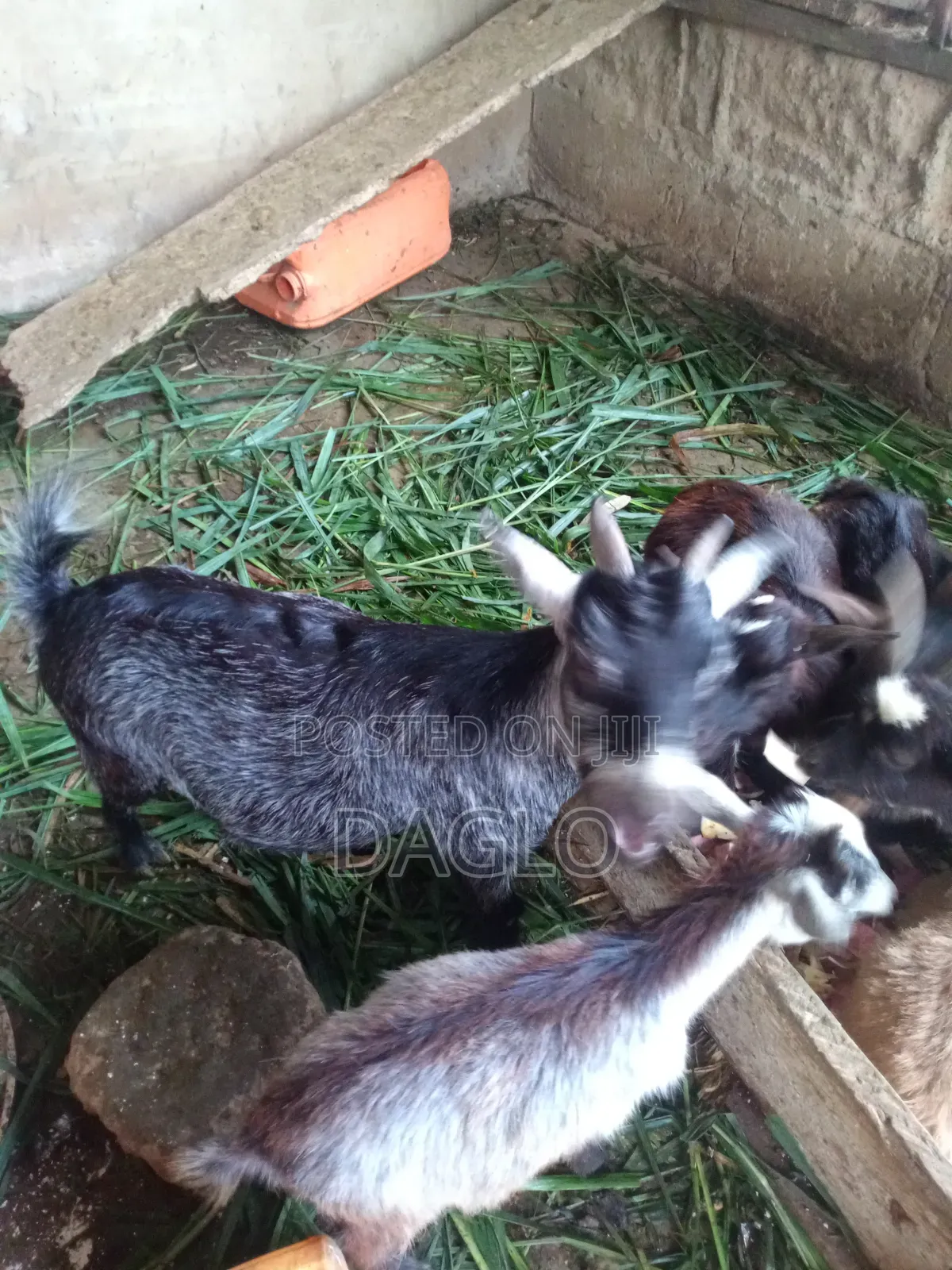 Pregnant Goats