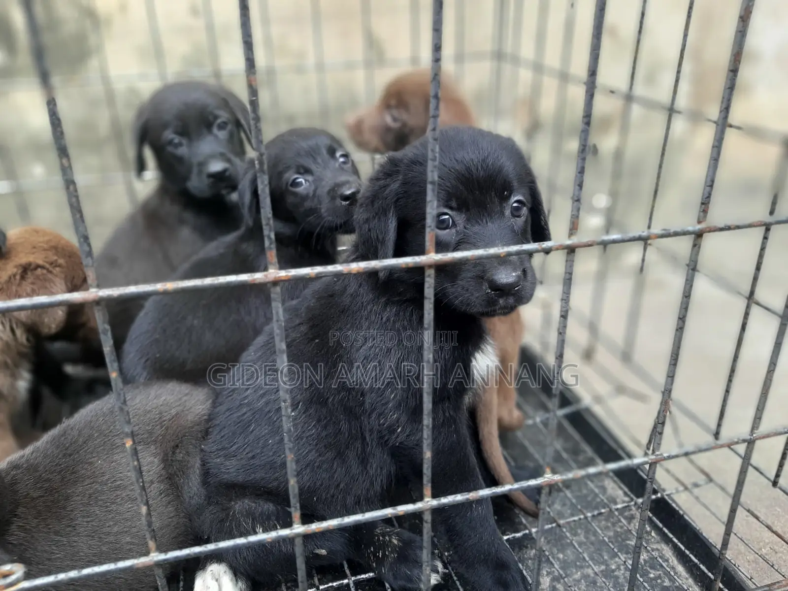 1-3 months Male Purebred Labrador Retriever