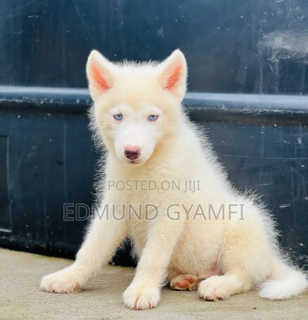 1-3 months Male Purebred Siberian Husky