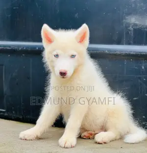 1-3 months Male Purebred Siberian Husky