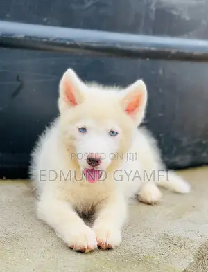 1-3 months Male Purebred Siberian Husky