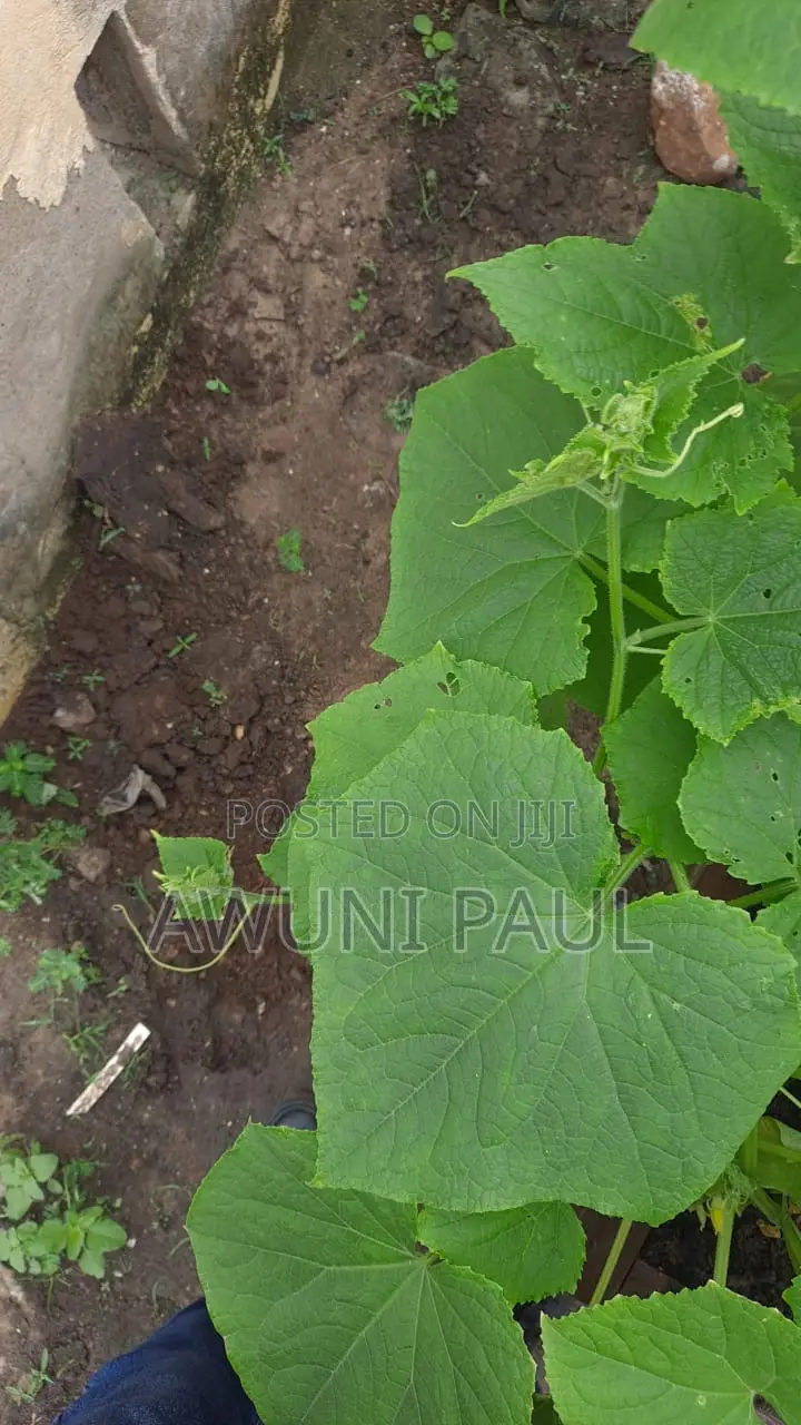 Backyard Vegetables Garden