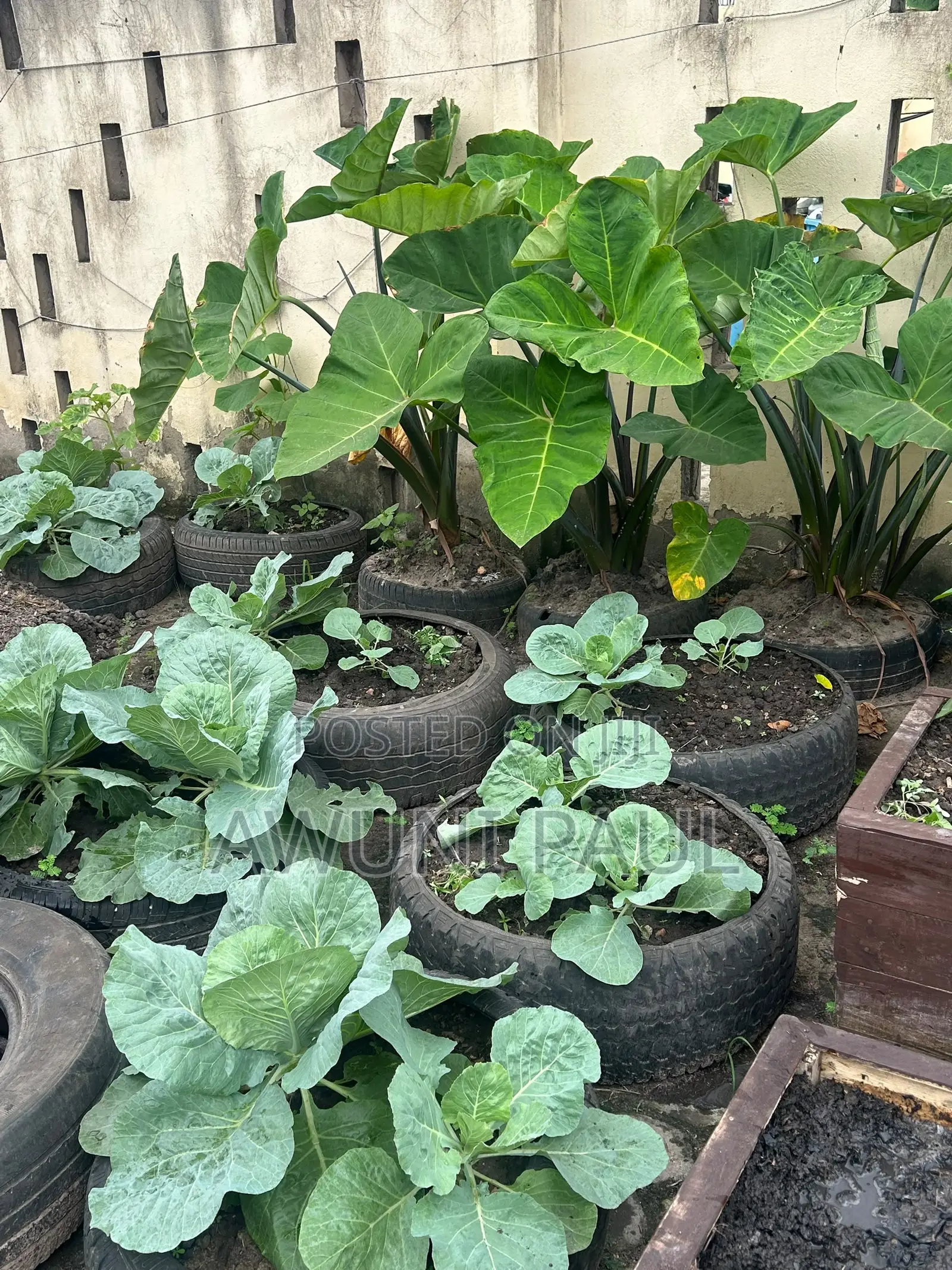 Backyard Vegetables Garden