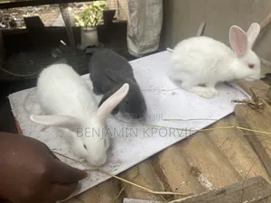 Rabbit for Sale