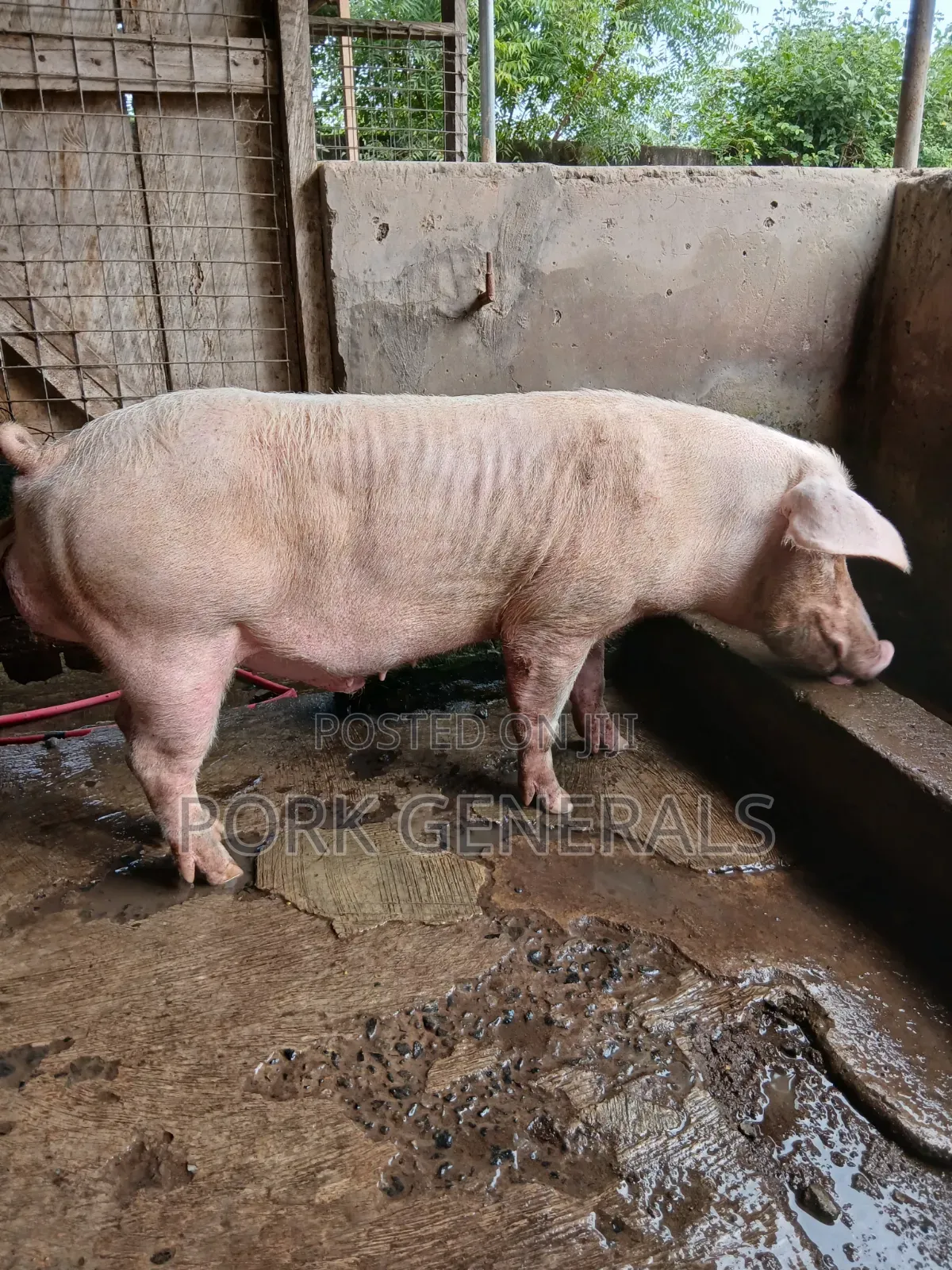 Premium Pork for Sale ( 130kgs )