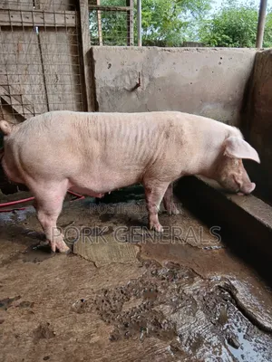 Premium Pork for Sale ( 130kgs )