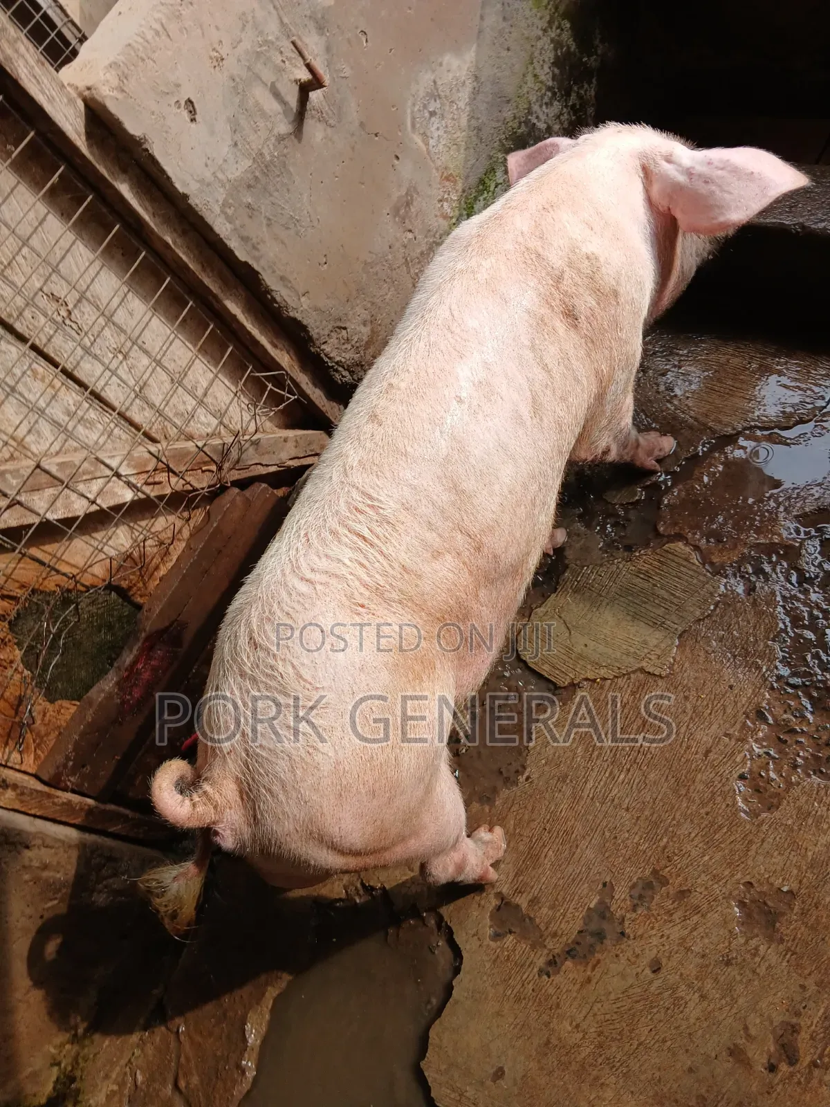 Premium Pork for Sale ( 130kgs )