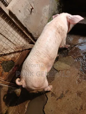 Premium Pork for Sale ( 130kgs )